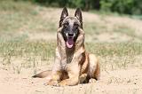 MALINOIS 754